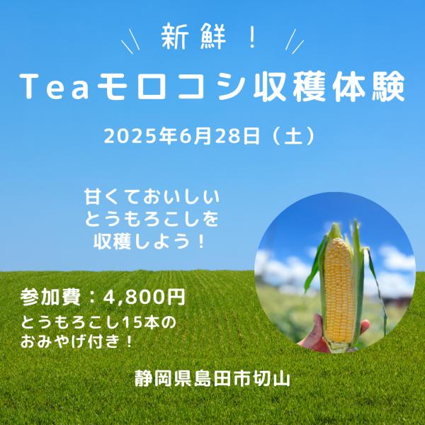【令和7年6月28日開催】Teaモロコシ収穫体験2025　〜夏の味覚を楽しもう！〜 １組５名まで参加可能