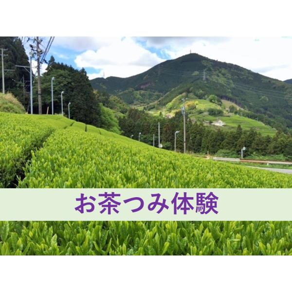 【販売終了しました】「八十八夜新茶のお茶摘み体験〜蔵田茶農園〜」 限定20組（1組5名まで参加可能） 申込締切4/29まで