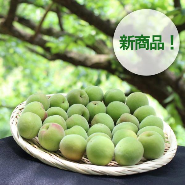 南高梅 1kg その他のフルーツの人気商品 通販 価格比較 価格 Com