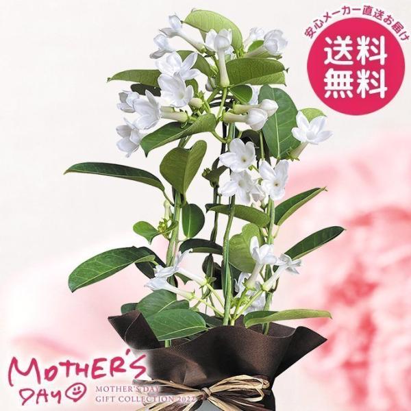 ジャスミン ガーデニング 生花の人気商品 通販 価格比較 価格 Com