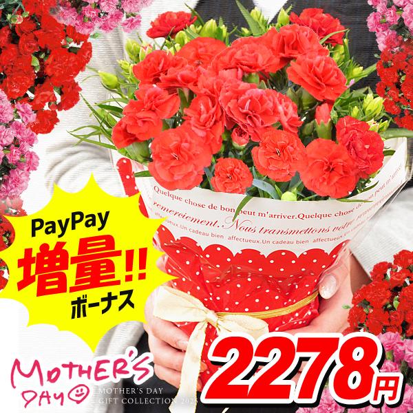 母の日 22 花 ギフト プレゼント カーネーション 鉢植え 4号鉢 鉢花 生花 早割 ジャパンギフト Paypayモール店 通販 Paypayモール