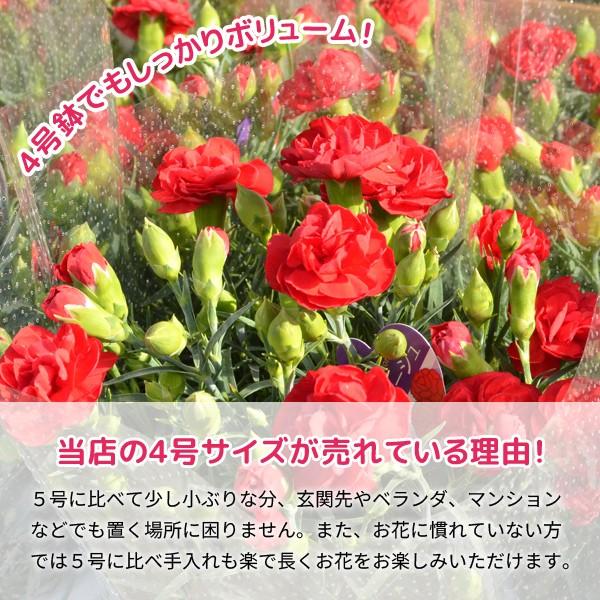 母の日 21 花 ギフト プレゼント カーネーション 鉢植え 4号鉢 鉢花 生花 21 Buyee 日本代购平台 产品购物网站大全 Buyee一站式代购 Bot Online