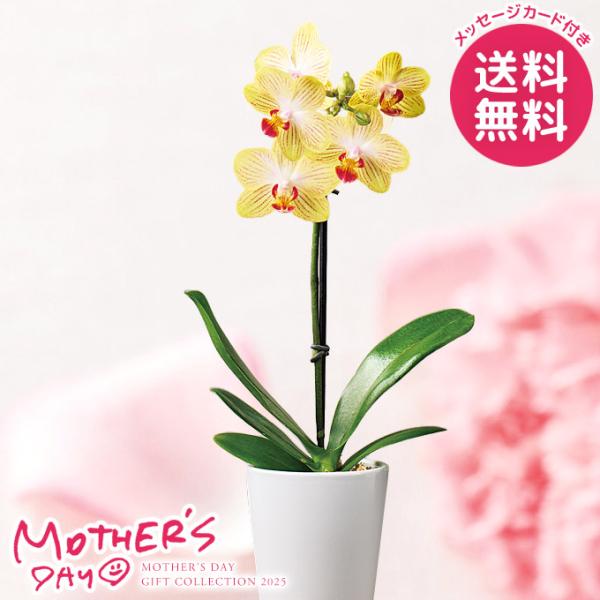 えっちゃん様【ミニチュアフラワー】紫陽花☆鉢植え