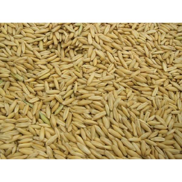 麦種子 ミカモゴールデン 20キロ 麦種子 ミカモゴールデン 20キロ 令和6年