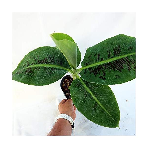 ドワーフ モンキーバナナの苗木 育てやすい矮性バナナ 13 5cmポット大苗 1個売り 若木のうちから収穫で Buyee Buyee Japanese Proxy Service Buy From Japan Bot Online