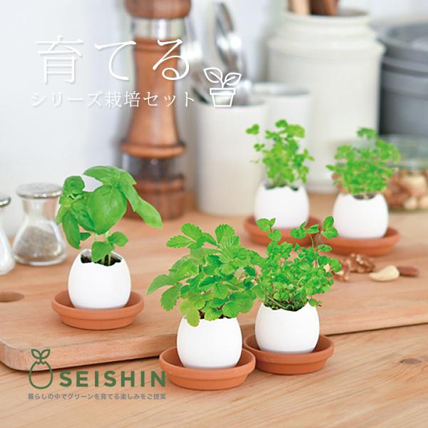 栽培キット かわいい 栽培セット 家庭菜園 菜園セット Eggling Clear Package 聖新陶芸 507 Eg 57 507 Eg 57 ジーンズショップヤマト 通販 Yahoo ショッピング