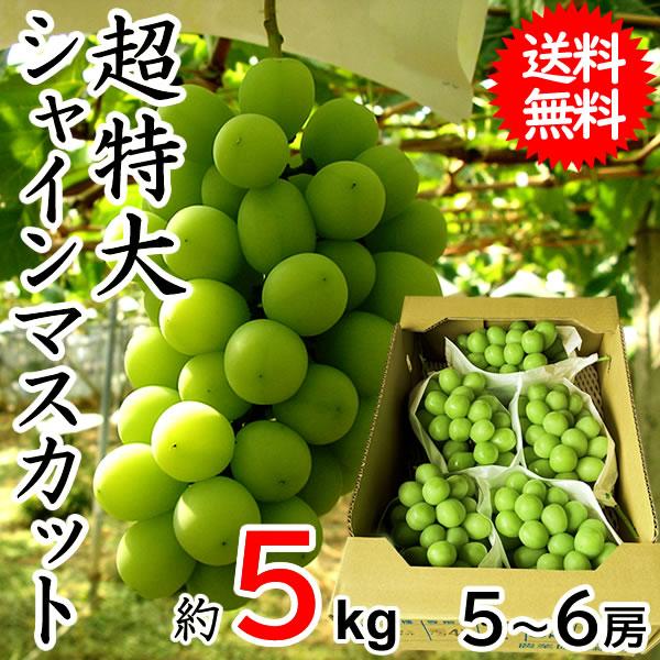 シャインマスカット 訳あり 約5kg 超特大 大粒 1房約800g〜1kg 5〜6房入り 送料無料一部地域を除く ご自宅用 山梨県産 種なしぶどう 産地直送