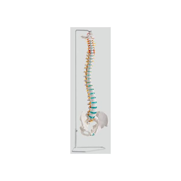 y񂹁zirX Ғŉ^f 750mm A250 ͌^  Ō 