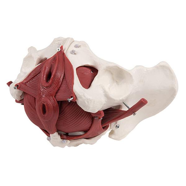 y񂹁zErler-Zimmer 12f  4075 ͌^  Ō 