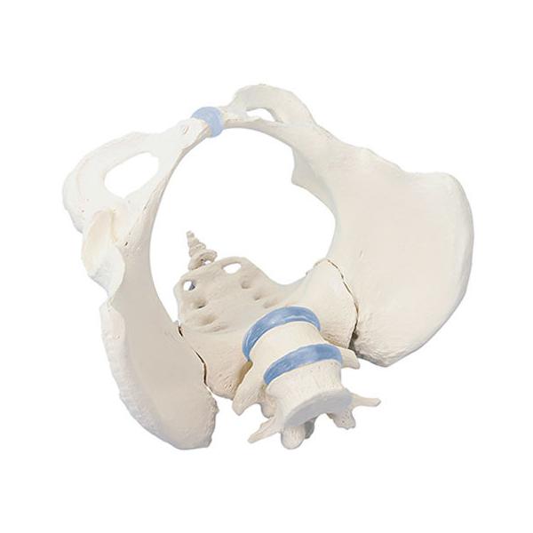 y񂹁zErler-Zimmer Ճf  4058 ͌^  Ō 