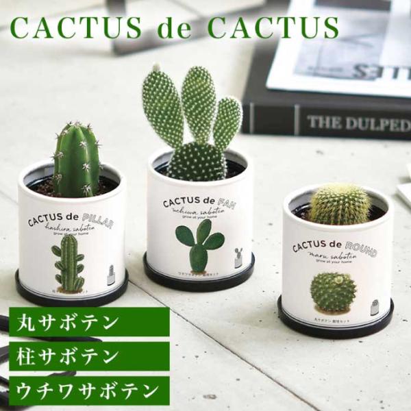※レビュー投稿で次回使えるクーポンプレゼント※インテリアとして人気のサボテンを育てよう◇CACTUS de CACTUS サボテン 栽培キット  商品詳細◇サイズ・φ7.1cm×H7.4cmセット内容・ペーパーポット / インナーポット  ...