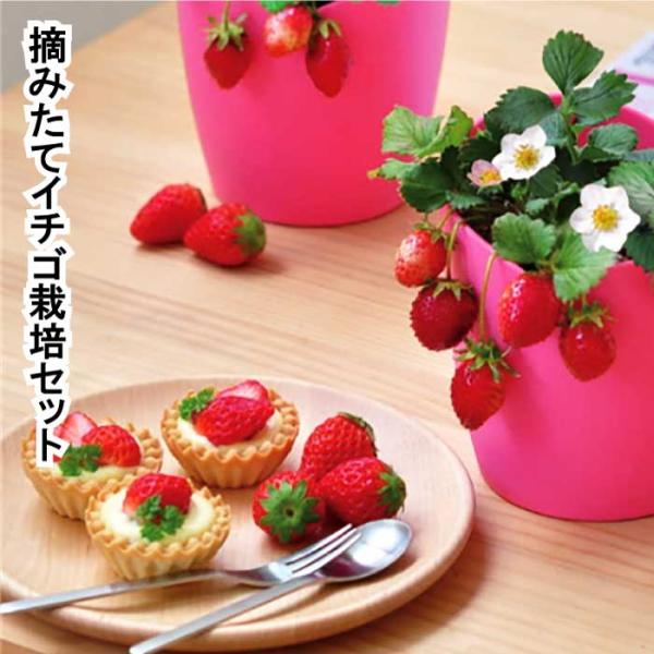 ※レビュー投稿で次回使えるクーポンプレゼント※摘みたてを楽しめるイチゴ栽培セット◇摘みたてイチゴ 栽培セット  商品詳細◇サイズ・W11.5cm×D11.5cm×H12.3cmセット内容・ハートポット / インナーポット / 鉢底シート /...