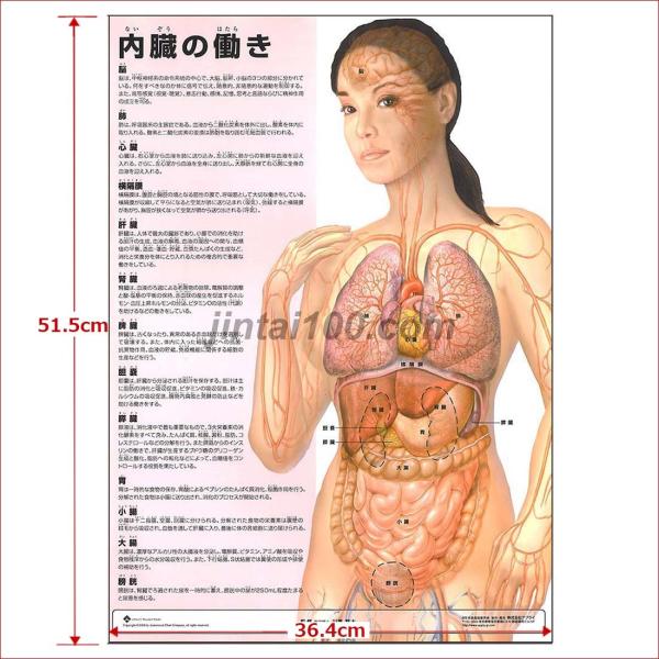 内臓 位置図 検索ランキング注目度順 内臓 位置図 スマホ タブレット パソコン