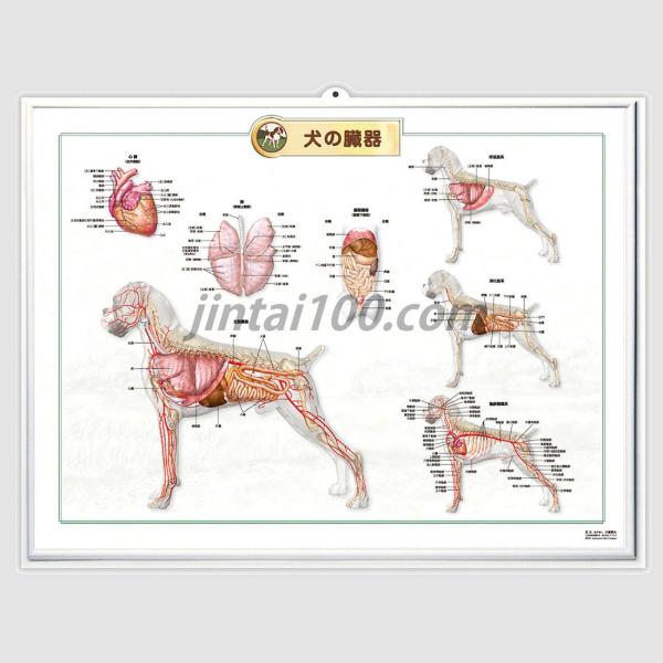 犬の臓器 J8705rr 3d解剖学ポスター 立体ポスター J8705rr 人体百科 通販 Yahoo ショッピング
