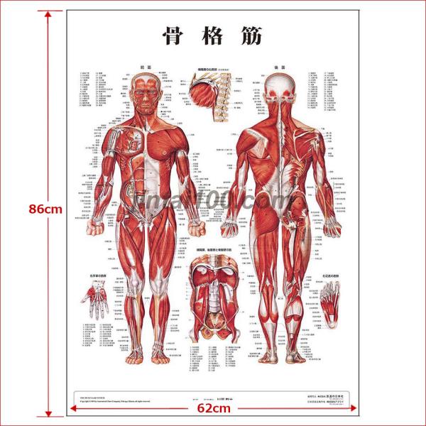 筋疾患の骨格筋画像アトラス　裁断済み 筋疾患の骨格筋画像アトラス | 久留聡 |本 | 通販 | Amazon