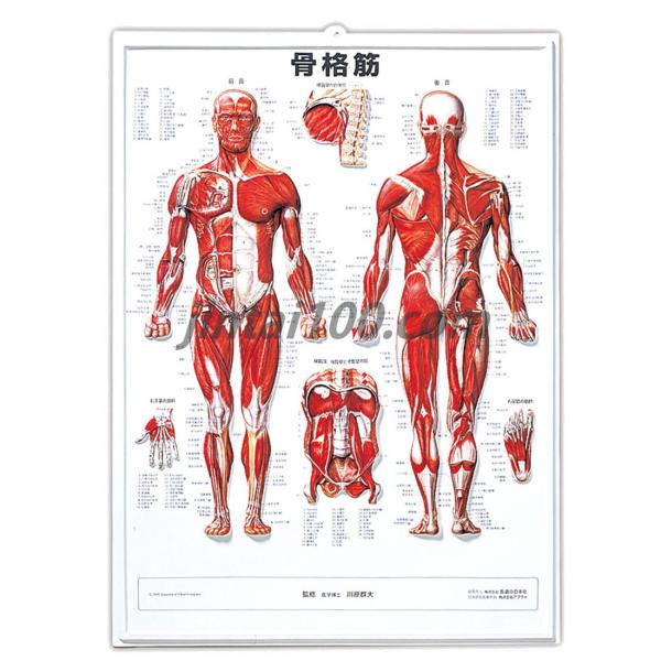骨格筋」医学ポスター 立体ポスターB2サイズ 人体解剖学図ポスター