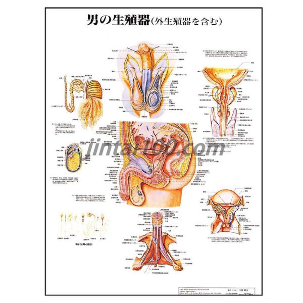 jintan-100_j9672pl