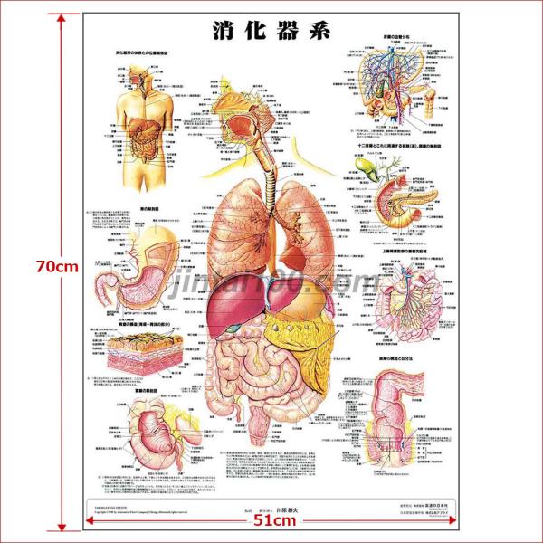【人体百科】人体解剖図・医学ポスター 7枚 Anatomical Chart 消化器系」医学ポスター ポスターB2サイズ 人体解剖学図ポスター