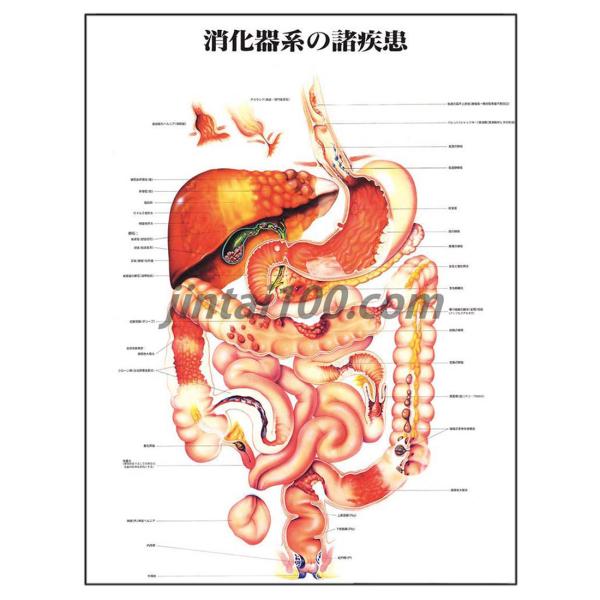 医学図譜集 消化器編II 【Frank H. Netter】解剖学専門書 医学 医学図譜集 生殖器編(Frank H.Netter，M.D.:図解／田崎寛・鈴木