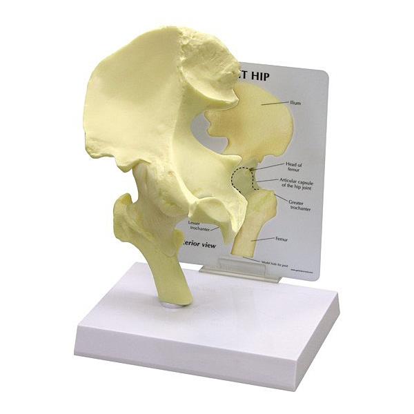 人体模型 股関節 日本語訳付き GPI Anatomicals