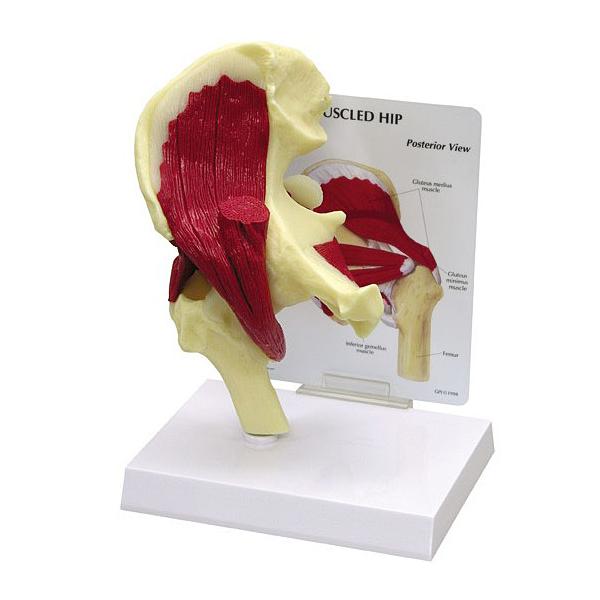 人体模型 股関節/筋付き 日本語訳付き GPI Anatomicals