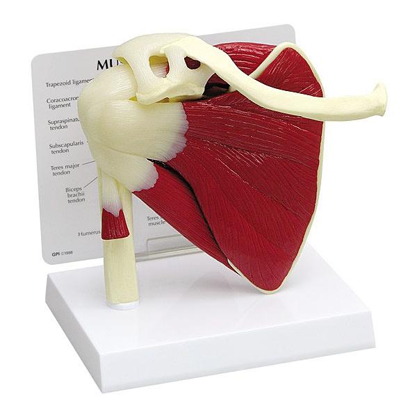 人体模型 肩関節/筋付き 日本語訳付き GPI Anatomicals : 人体百科