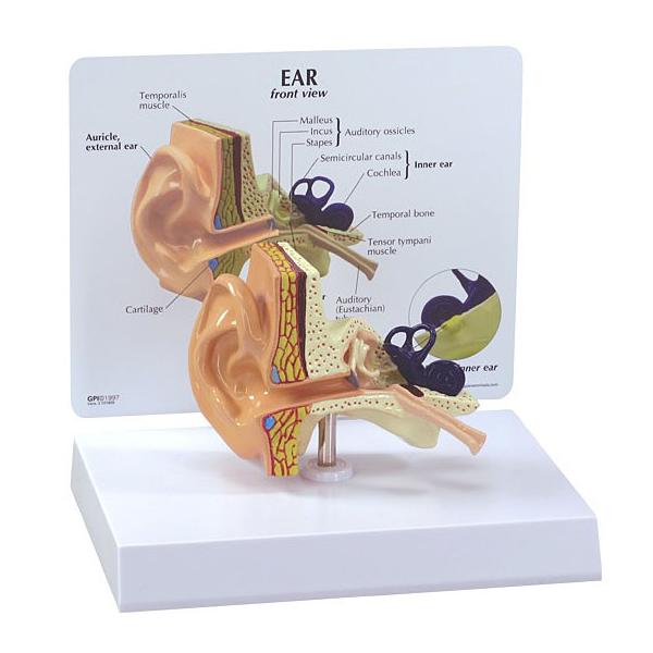 人体模型 耳の断面 GPI Anatomicals : 人体百科ヤフー店 - 通販