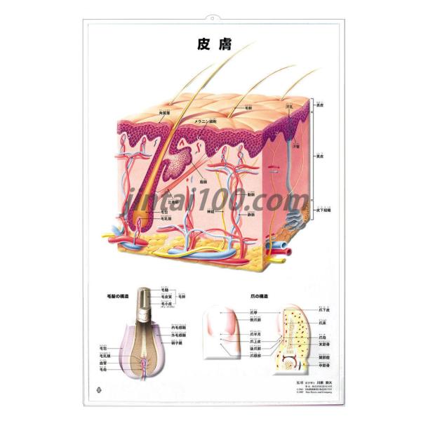 ほぼ未使用品　解剖学講義 ほぼ未使用品 解剖学講義 ほぼ未使用品 解剖学講義 - 健康・医学