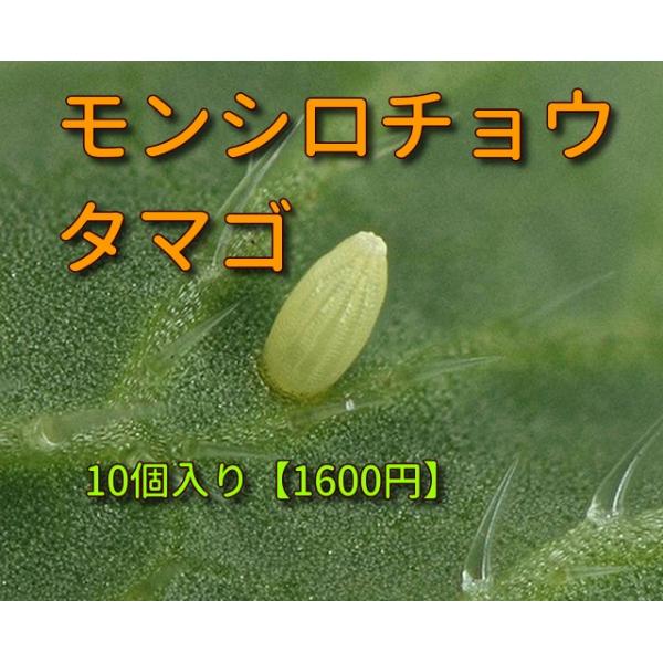jisansutoa_102