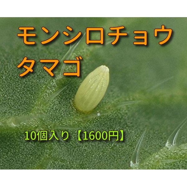 [Release date: April 2, 2020]昆虫ペットで人気のモンシロチョウ、子供のころに、モンシロチョウを飼った経験があったり、小学校で育て方を学ぶ機会もあったことでしょう。生き物を飼うことで、命の尊さを改めて見つめ直すこと...