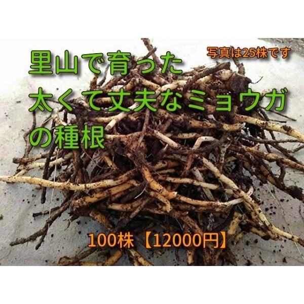 ミョウガの苗 太苗 茗荷の苗 100株 Dejapan Bid And Buy Japan With 0 Commission