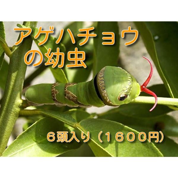 クロアゲハ蝶の幼虫 Buyee Buyee Japanese Proxy Service Buy From Japan Bot Online