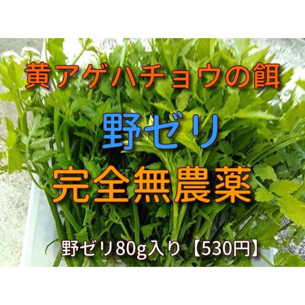 野ゼリ 無農薬 キアゲハチョウの餌 アゲハチョウの餌 蝶々のエサ Buyee Buyee Japanese Proxy Service Buy From Japan Bot Online
