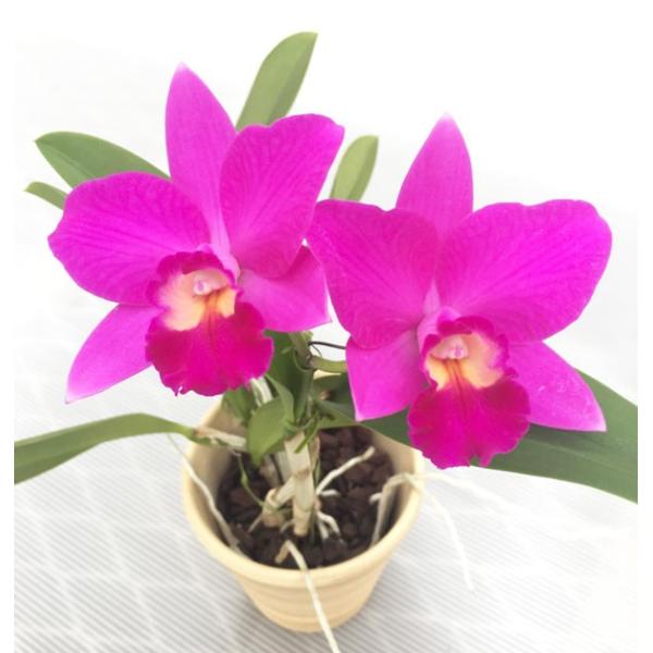 @~jJgA    nj[sN ̂ݔ̔