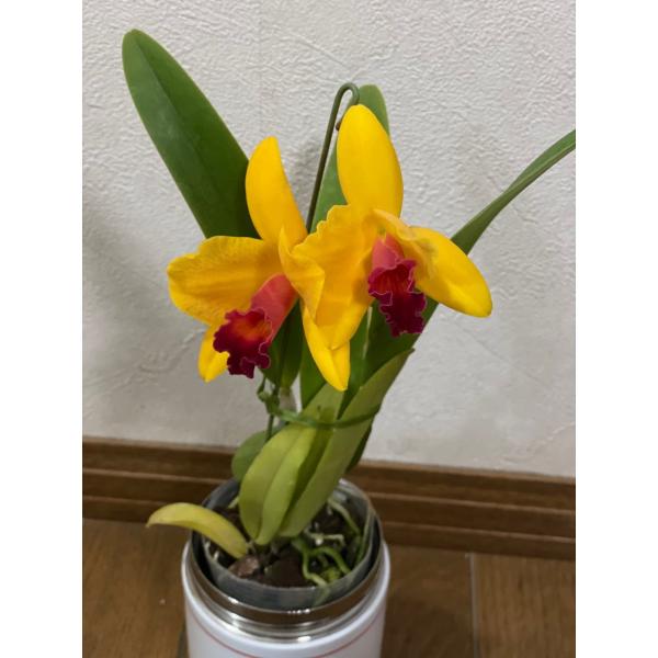 @~jJgA@v`h[RURU@̂ݔ̔