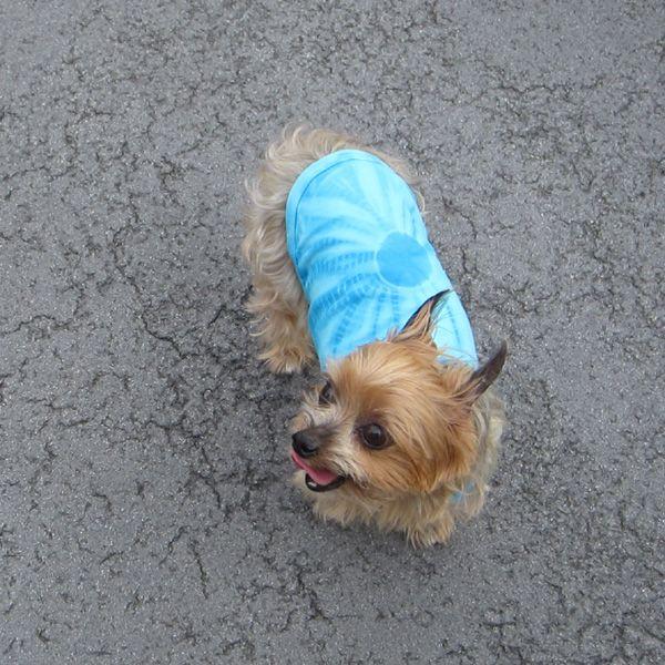 エスニック 民族系犬服 タイダイタンク ブルー ２号サイズ Buyee Buyee บร การต วกลางจากญ ป น ซ อจากประเทศญ ป น