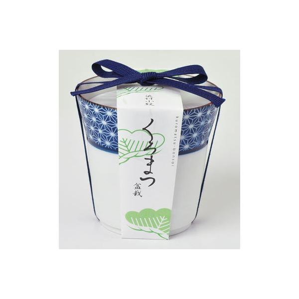 在庫状況：お取り寄せ/お届け：約2週間/◆細やかな藍色の小紋がデザインされた染付けの器で黒松・桜・もみじを栽培します。◆すっきりとしたモダンな和柄は、海外からも人気です。・サイズ(約)：高さ7.8×φ9cm/[GD45201セイシントウゲイ]