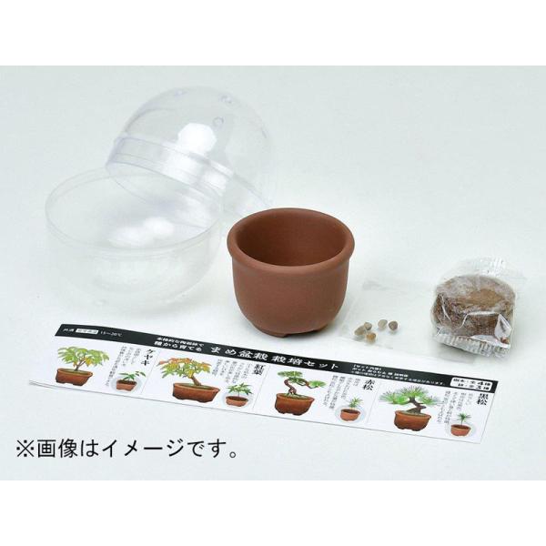 在庫状況：お取り寄せ/お届け：約2週間/◆栽培に必要なものをカプセルに詰め込んだ栽培セット(育てるカプセル)シリーズ。◆どの種類が出るかは、あけてからのお楽しみ!◆陶器の豆鉢で種から育てる、ミニチュアサイズの盆栽栽培セットです。/[GD95...