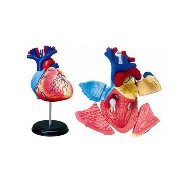 解剖 模型 ホビーの人気商品 通販 価格比較 価格 Com