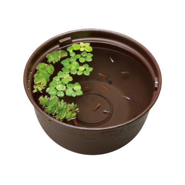 GEX メダカの飼育鉢 こげ茶 370 ジェックス 返品種別A