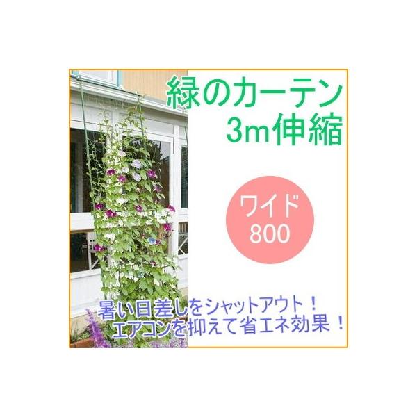 Lk΂̃J[e 3m Ch800 |^Cv | K[fjO ƒ؉  O[J[e ΂̃J[e