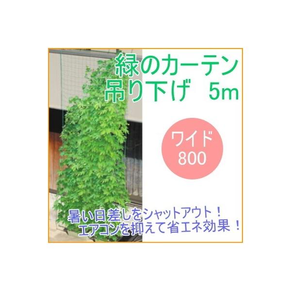 ΂̃J[e 5m Ch800 ݉^Cv | K[fjO ƒ؉  O[J[e ΂̃J[e