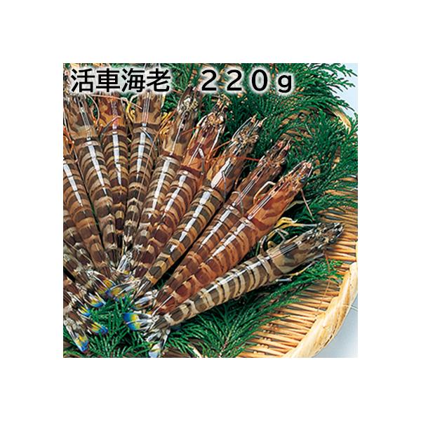 [Release date: October 1, 2025]熊本県天草の海で育った車海老です。車海老のプリッとした食感と甘さをお召し上がりください。【商品提供者コメント】