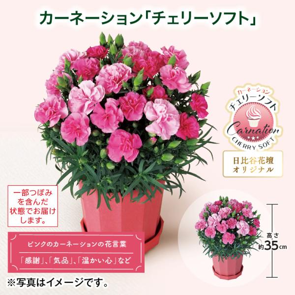 母の日 2026 早割 カーネーション「チェリーソフト」 送料込み : 郵便