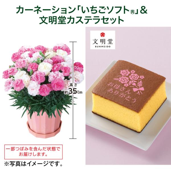 母の日 2026 カーネーション「いちごソフト（R）」＋文明堂カステラ