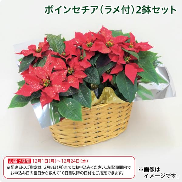 クリスマス 2025 早割 ポインセチア（ラメ付き）2鉢セット : 郵便局