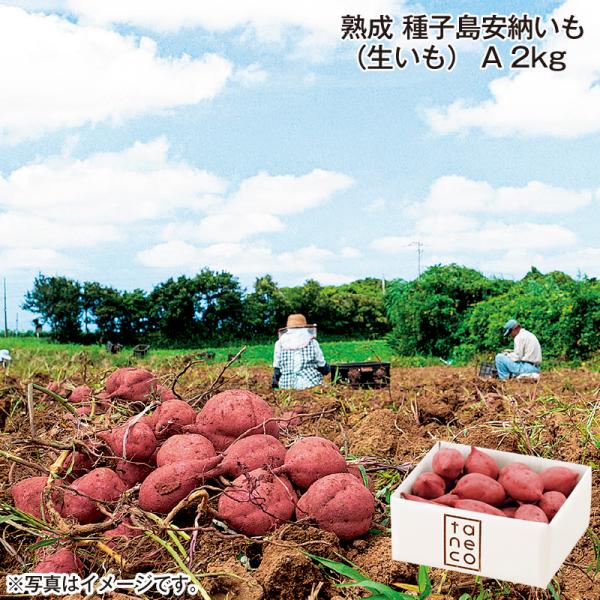 種子島安納いもＢ品　20kg 絶品】種子島産安納芋 B品(S~Mサイズ) 20kg(箱別) - メルカリ