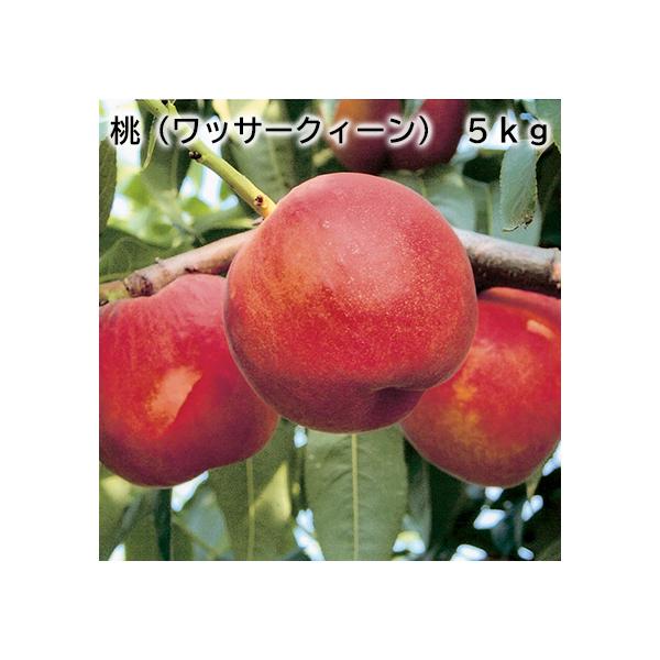 桃 硬い桃 5kg ワッサークィーン 長野県 : 郵便局物販サービスYahoo!店