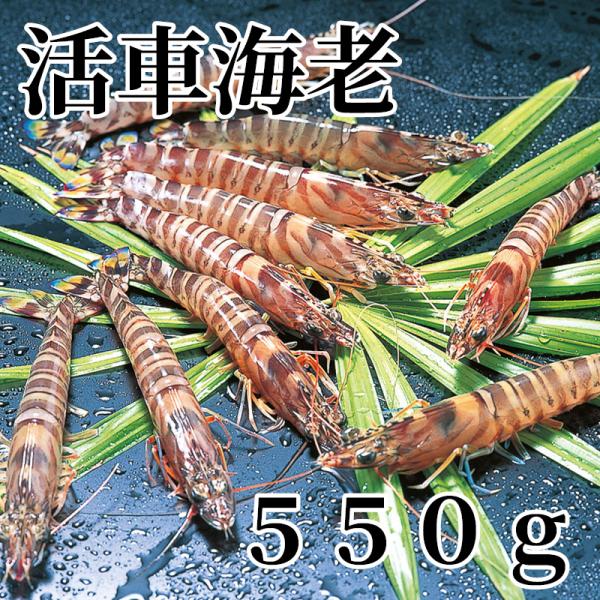 活車海老　５５０ｇ