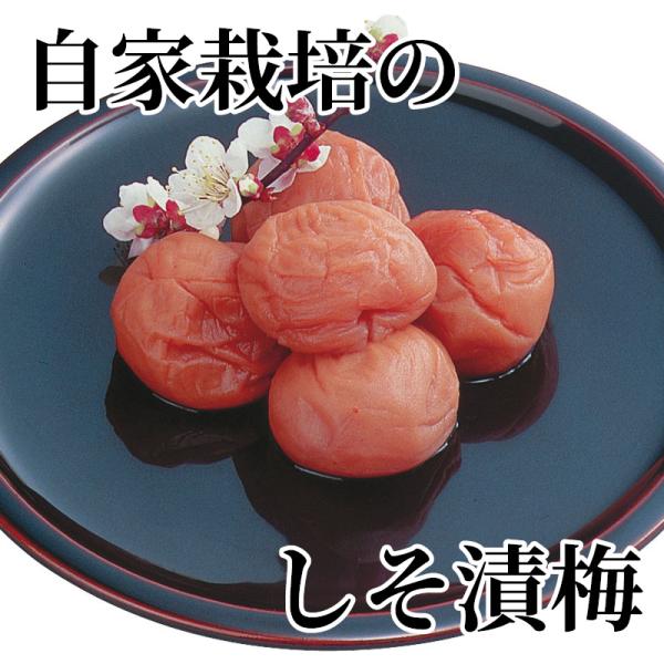 爆買 自家栽培のしそ漬梅